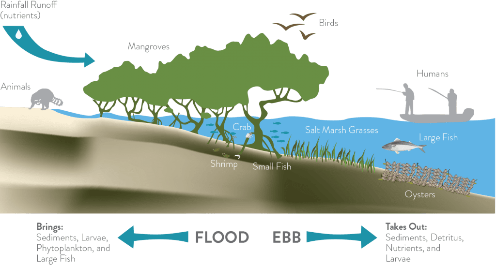 living-shoreline-restore-our-shores