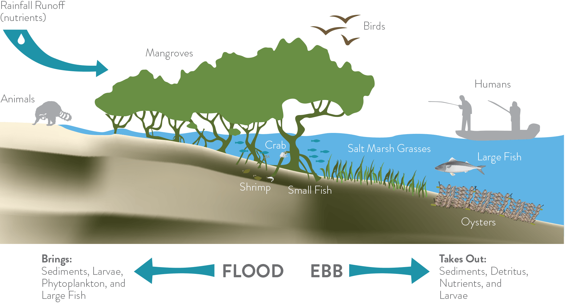 the living shoreline infographic