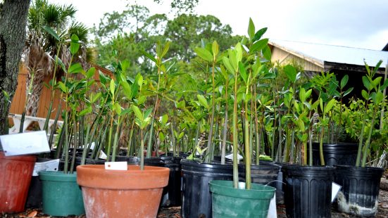 Mangrove Re-Planting Mangrove Re-Planting