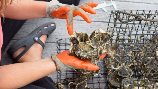 Oyster Data Oyster Data