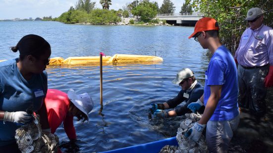 Placing Shell Bags in Lagoon Placing Oyster Shell Bags in Lagoon