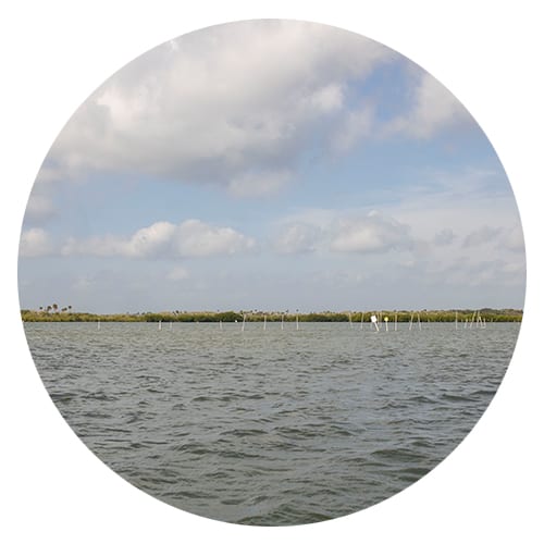 clamscircle2 Lagoon