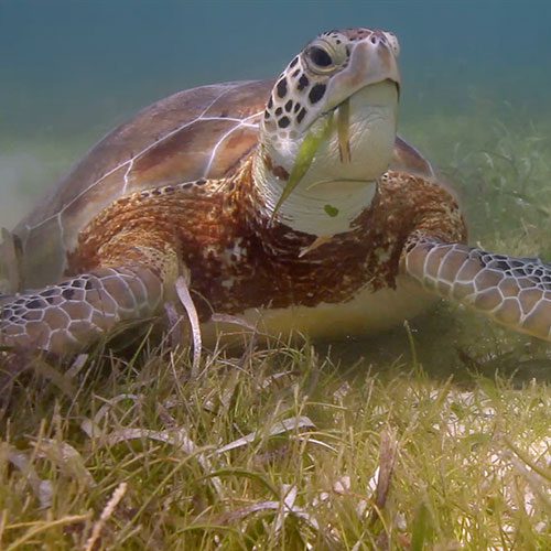 seaturtle with seagrass