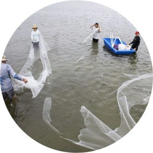 clam planting, with nets, and people, and a little boat
