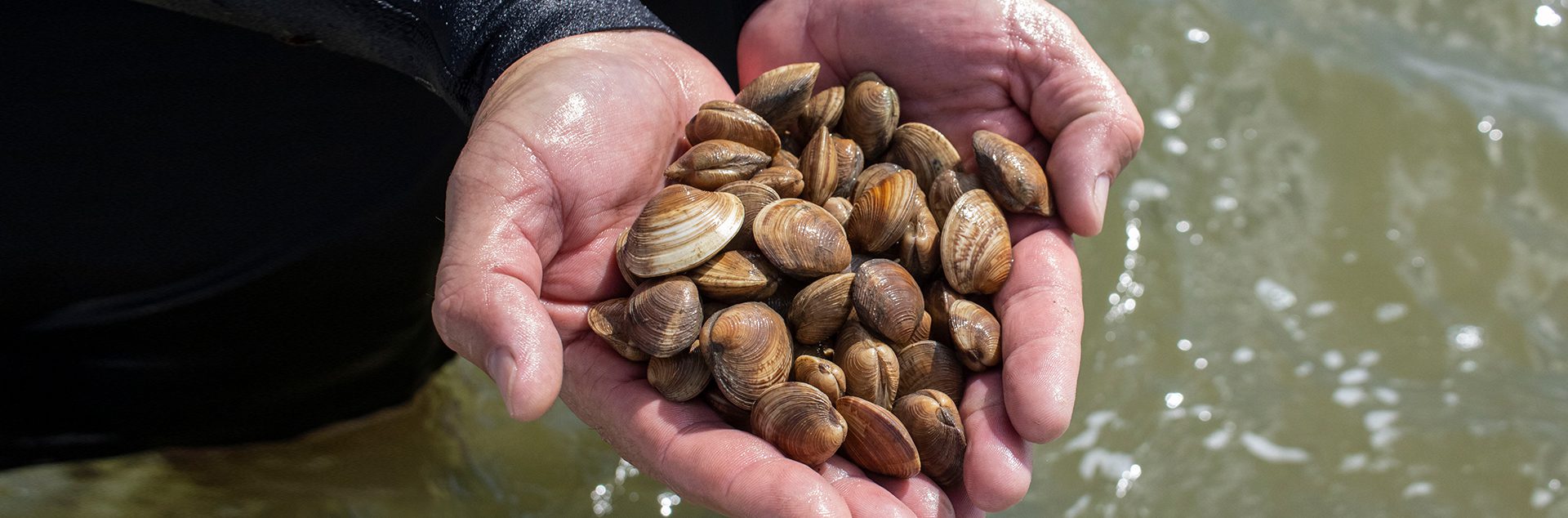 hands full of clams