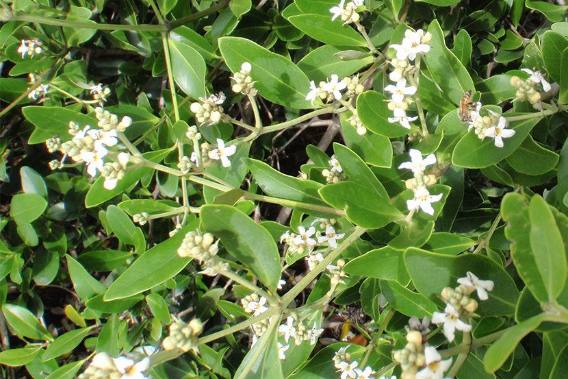 Mangroves - Restore Our Shores