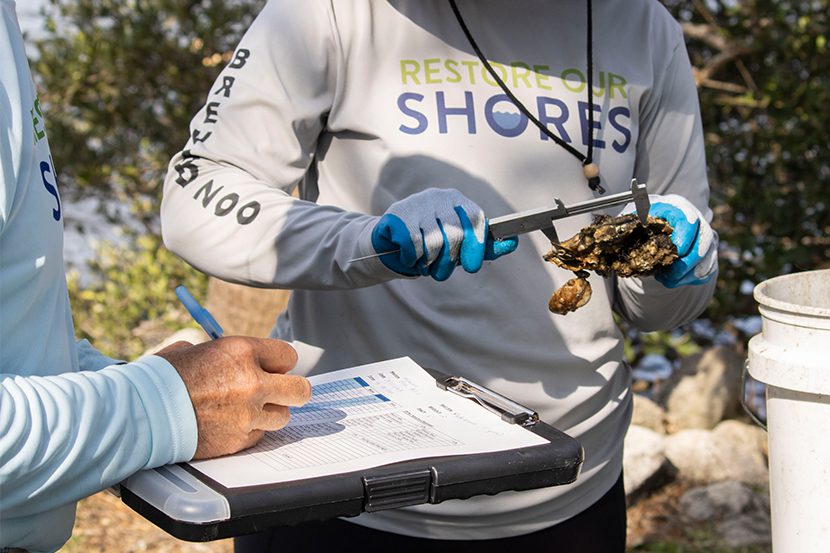 Oyster Reefs - Restore Our Shores