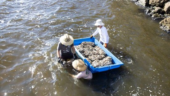 oyster gabions on a small boat being walked out by volunteers for depositing on the lagoon floor