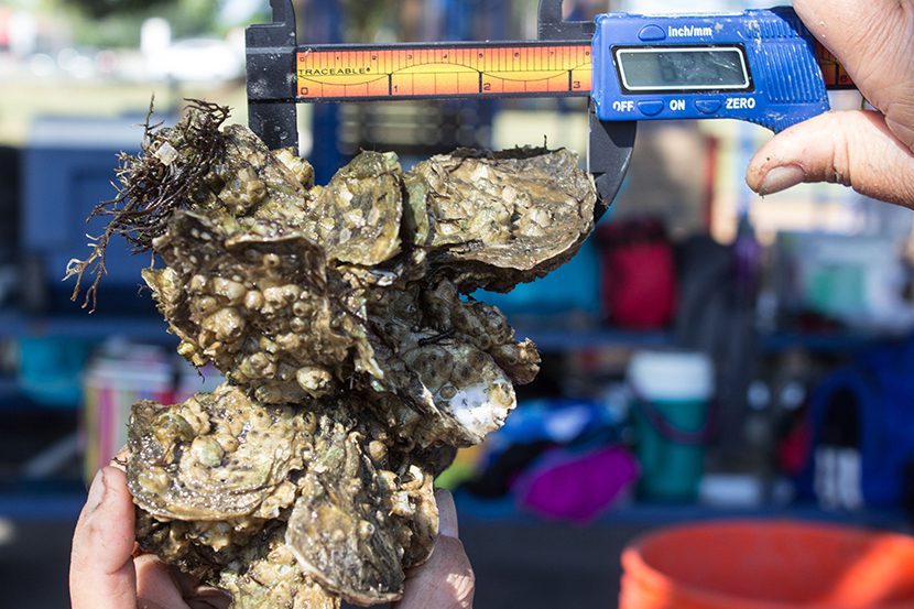 Oyster Gardening Restore Our Shores