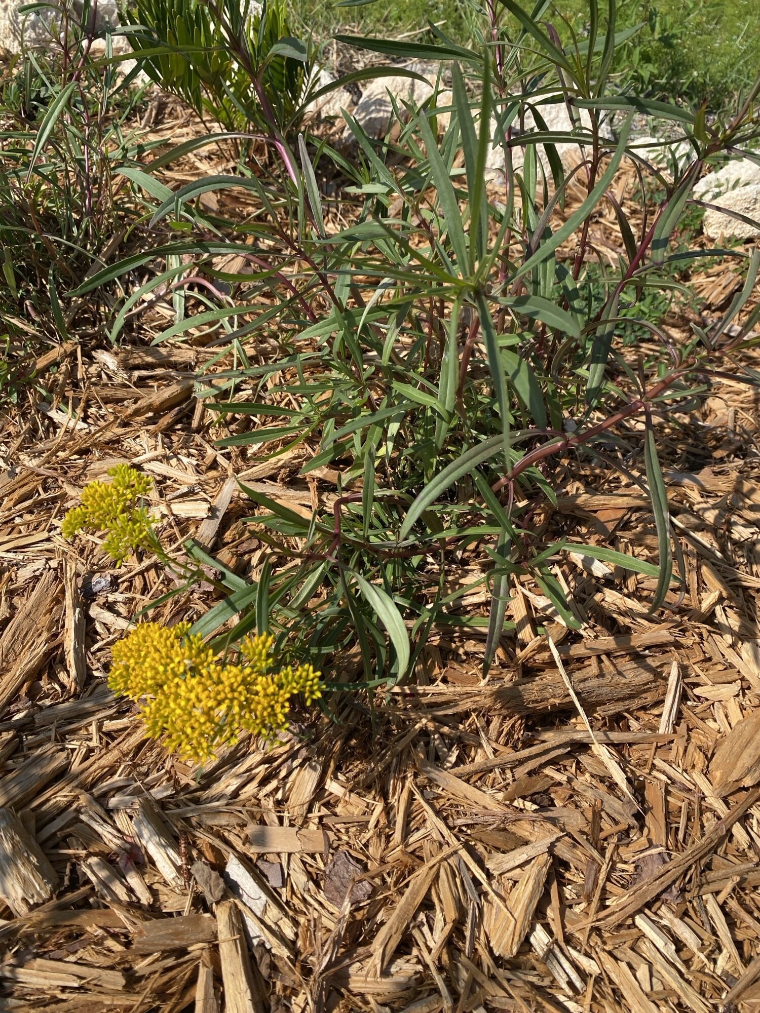 Narrowleaf Yellowtop