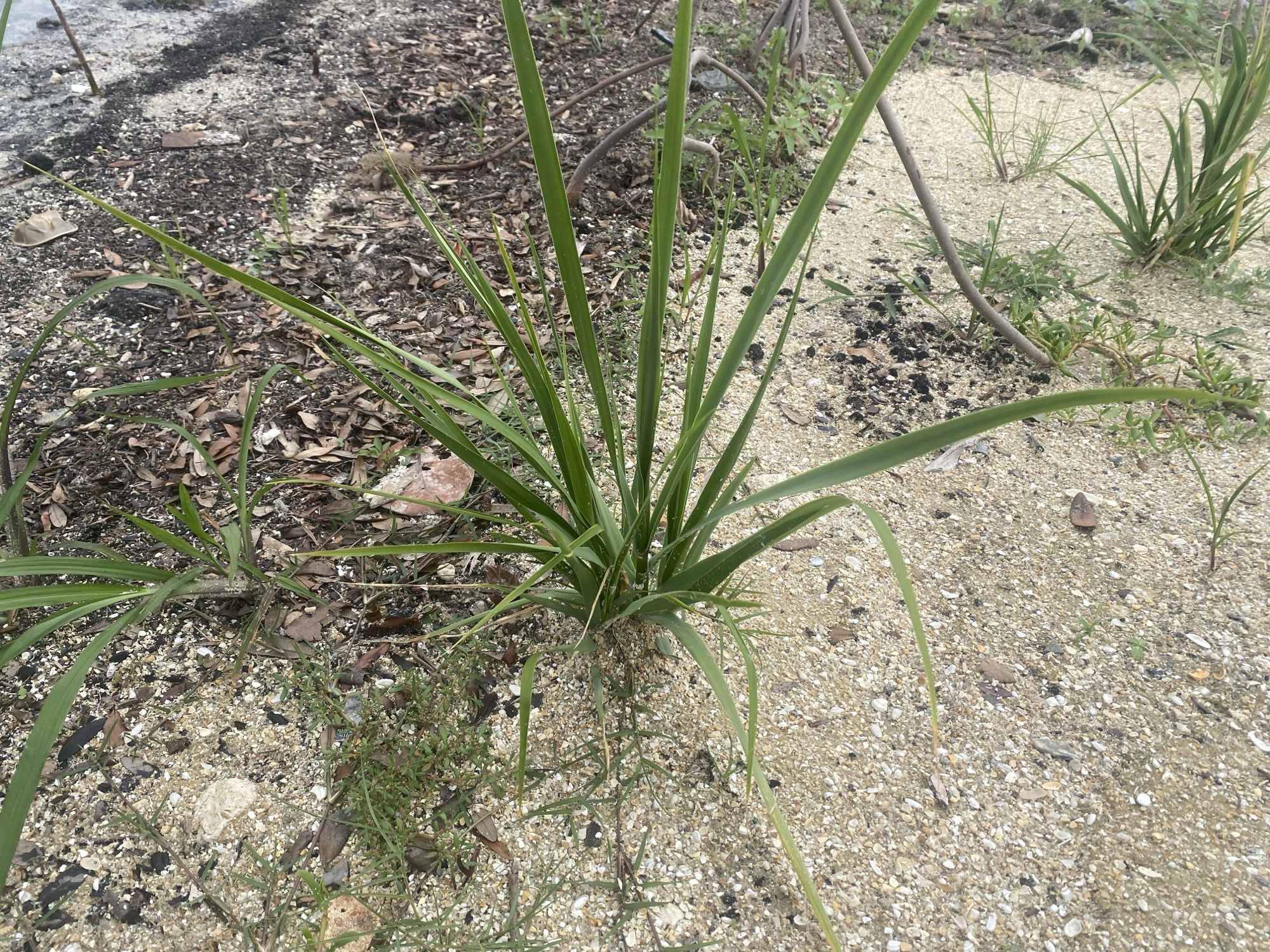 saltmarsh cordgrass