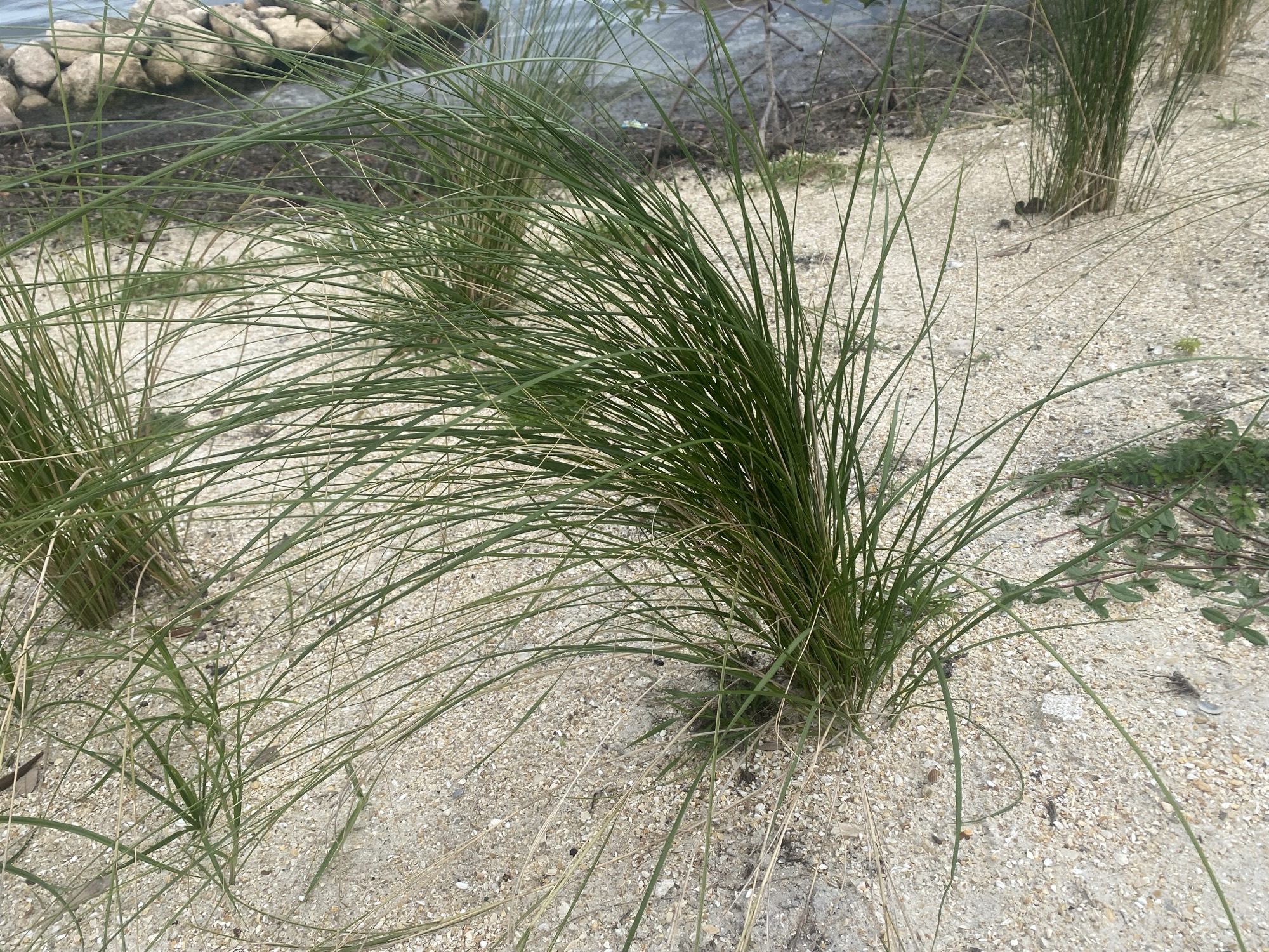 sand cordgrass