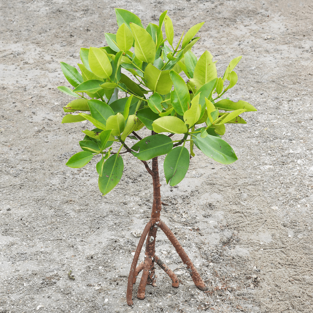 Red Mangrove