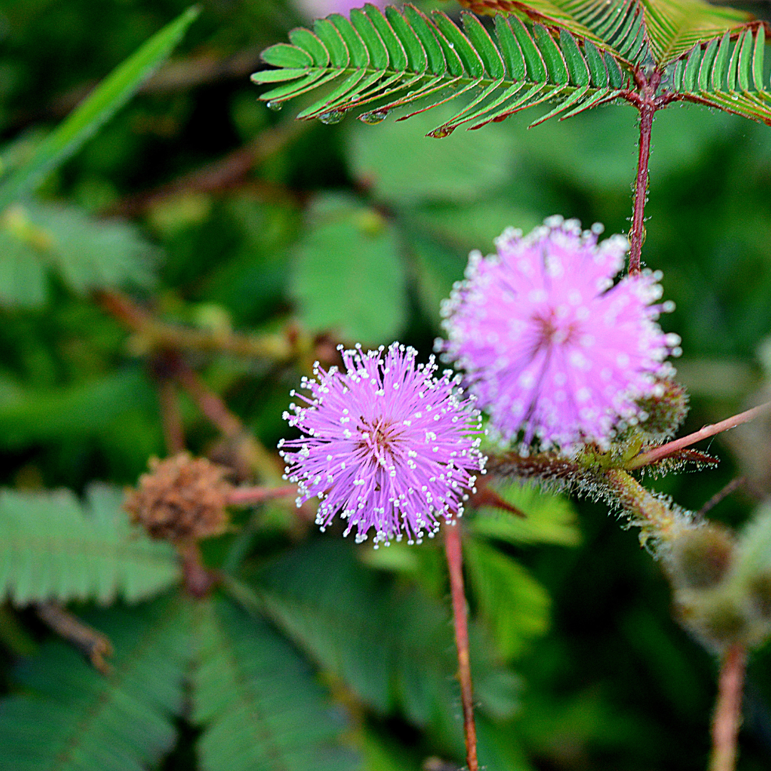 Sunshine Mimosa