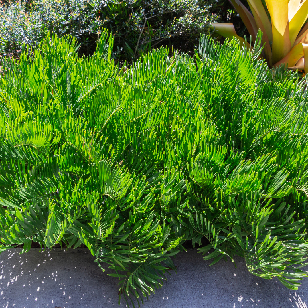 Coontie Palm