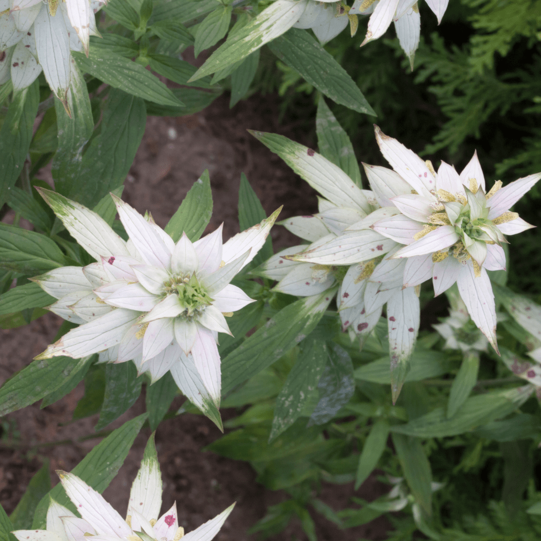 Spotted Beebalm
