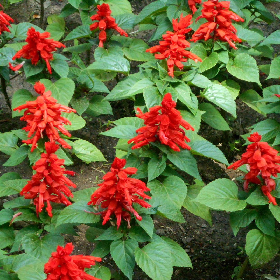 Tropical Sage