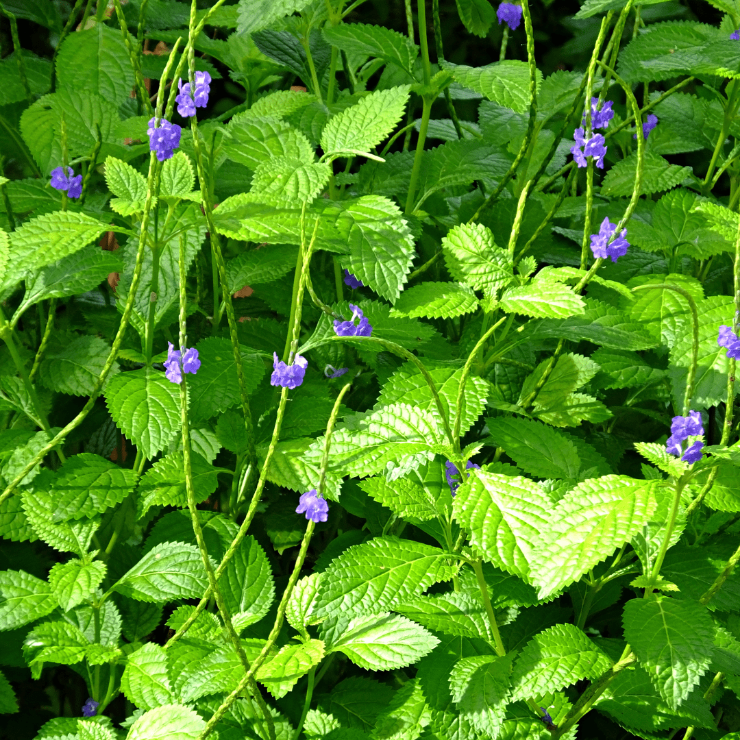 Blue Porterweed
