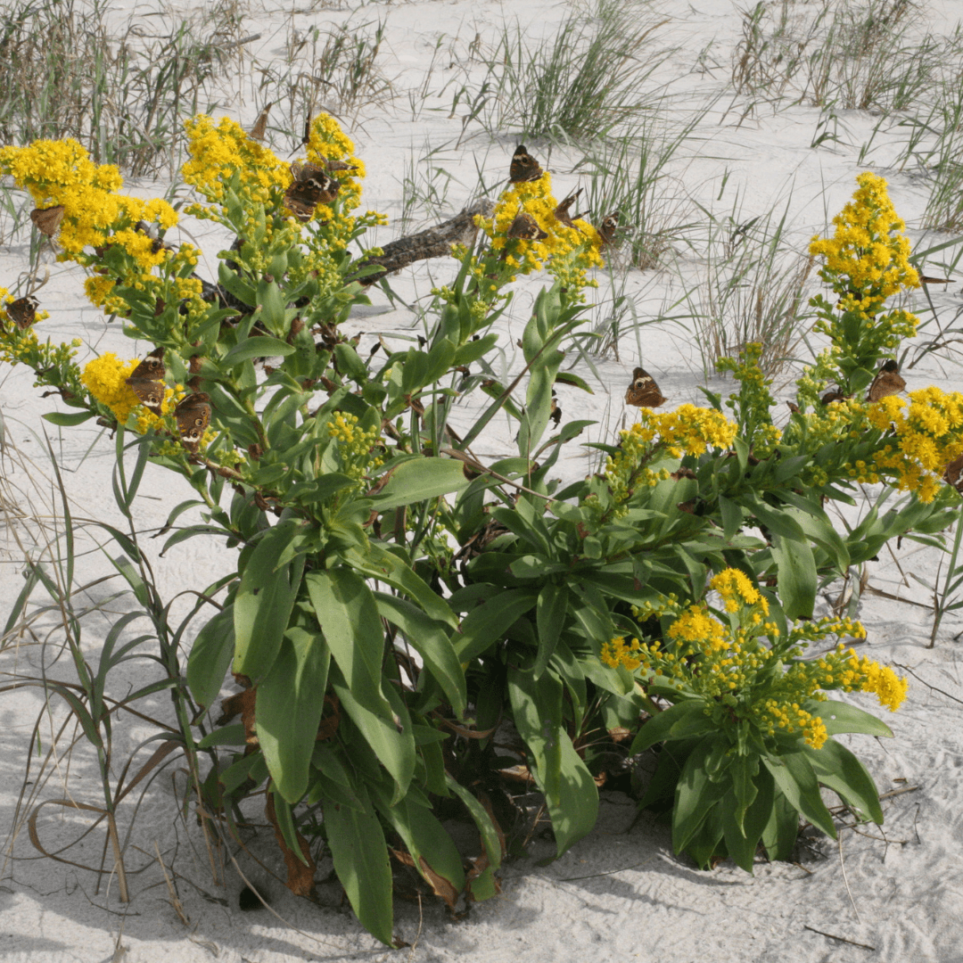 Seaside Goldenrod