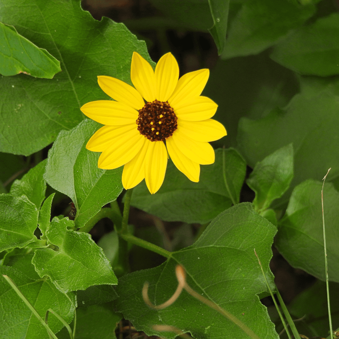 Dune Sunflower