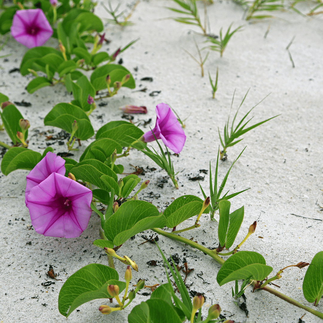 Railroad Vine