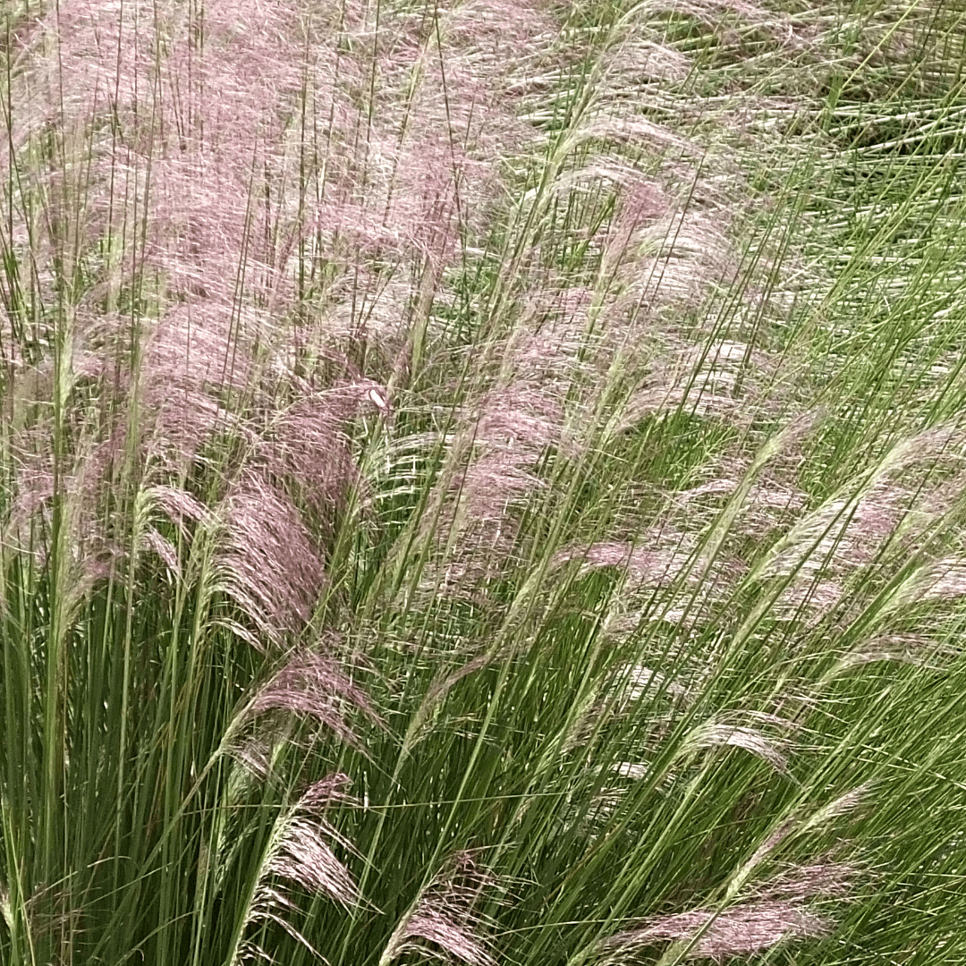 pink muhly grass